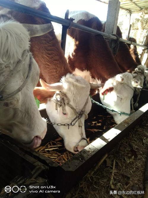 国产牛牛在线,创新游戏体验,引领休闲娱乐新潮流 第3张 国产牛牛在线,创新游戏体验,引领休闲娱乐新潮流 第3张